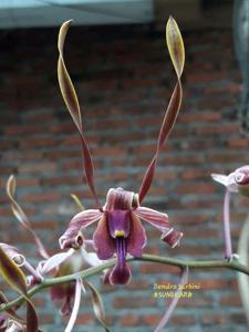 Dendrobium Sarbini