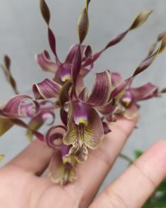 Dendrobium Sarbini