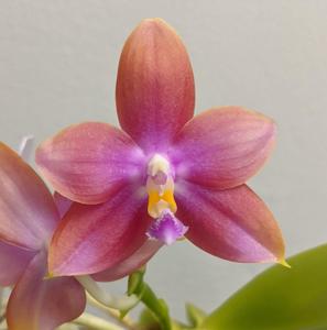 Phalaenopsis Bredren's Enigma