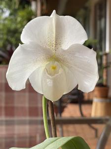 Paphiopedilum Krull's Glacier