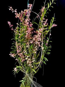 Dendrobium Sekarpuro