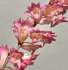 Dendrobium Sekarpuro
