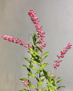 Dendrobium Sekarpuro