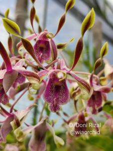 Dendrobium Donny Rizal