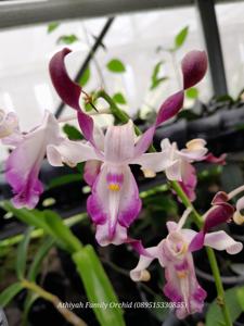 Dendrobium Donny Rizal