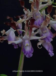 Dendrobium Donny Rizal