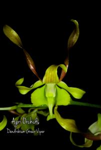 Dendrobium Green Viper