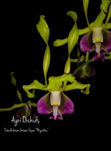 Dendrobium Green Viper