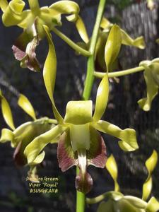 Dendrobium Green Viper