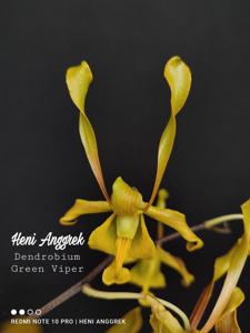 Dendrobium Green Viper