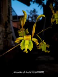 Dendrobium Green Viper