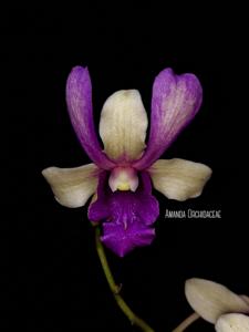 Dendrobium Batu Sunset