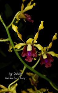 Dendrobium Foresta Beauty