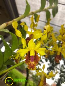 Dendrobium Foresta Beauty