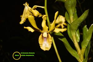 Dendrobium Foresta Beauty