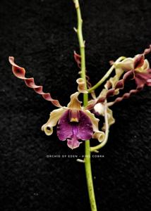 Dendrobium King Cobra