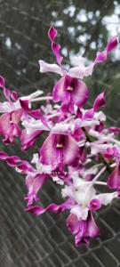 Dendrobium King Cobra