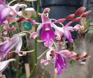 Dendrobium King Cobra