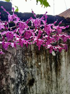 Dendrobium King Cobra