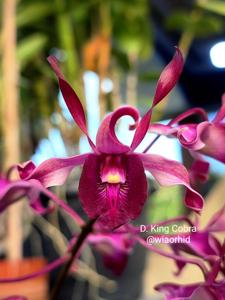 Dendrobium King Cobra