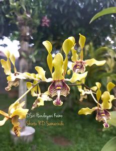 Dendrobium Sri Handayani Kaimo