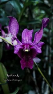 Dendrobium Drini Ariyanti