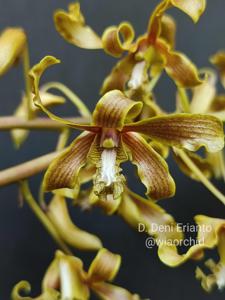 Dendrobium Deni Erianto