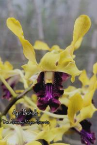 Dendrobium Alexandra Rayna Alinazeta