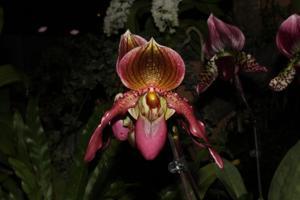 Paphiopedilum Elke Cramer