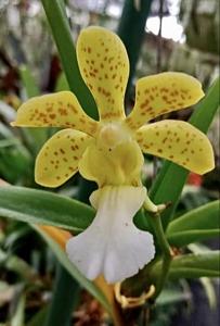 Vanda Kartini