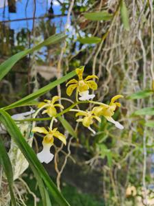 Vanda Kartini