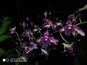 Dendrobium Unicorn