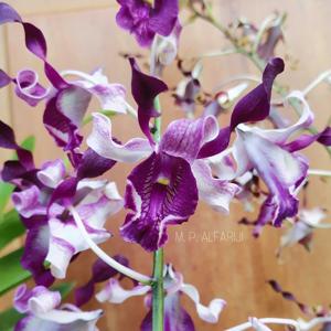 Dendrobium Unicorn