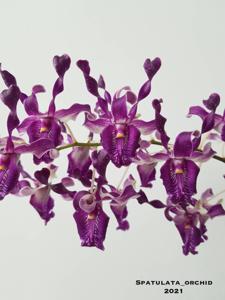 Dendrobium Unicorn