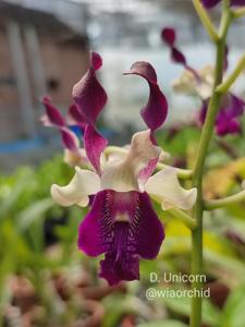 Dendrobium Unicorn