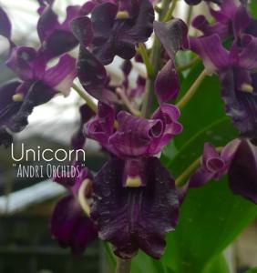 Dendrobium Unicorn