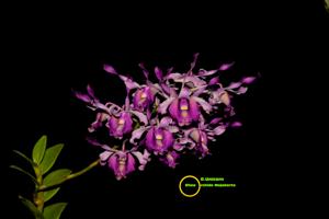 Dendrobium Unicorn