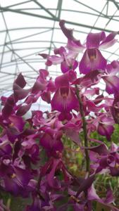 Dendrobium Unicorn