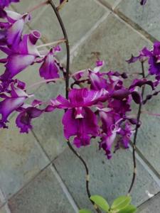 Dendrobium Unicorn