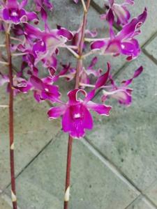 Dendrobium Unicorn