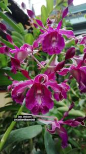 Dendrobium Unicorn