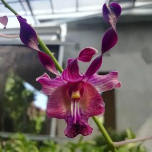 Dendrobium Unicorn