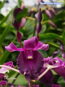 Dendrobium Unicorn