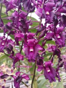 Dendrobium Unicorn