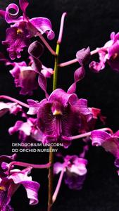 Dendrobium Unicorn