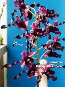 Dendrobium Unicorn