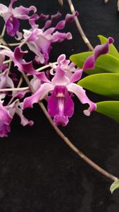 Dendrobium Zhafira Salsabilla