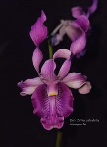 Dendrobium Zhafira Salsabilla