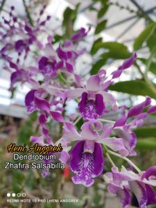 Dendrobium Zhafira Salsabilla