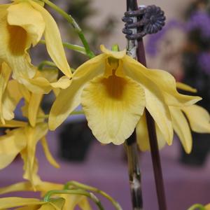 Dendrobium Hanlin Yellow Ribbon